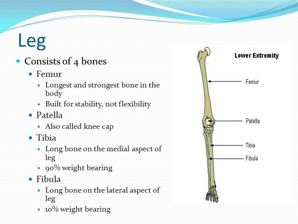 Leg Consists of 4 bones Femur Patella Tibia Fibula