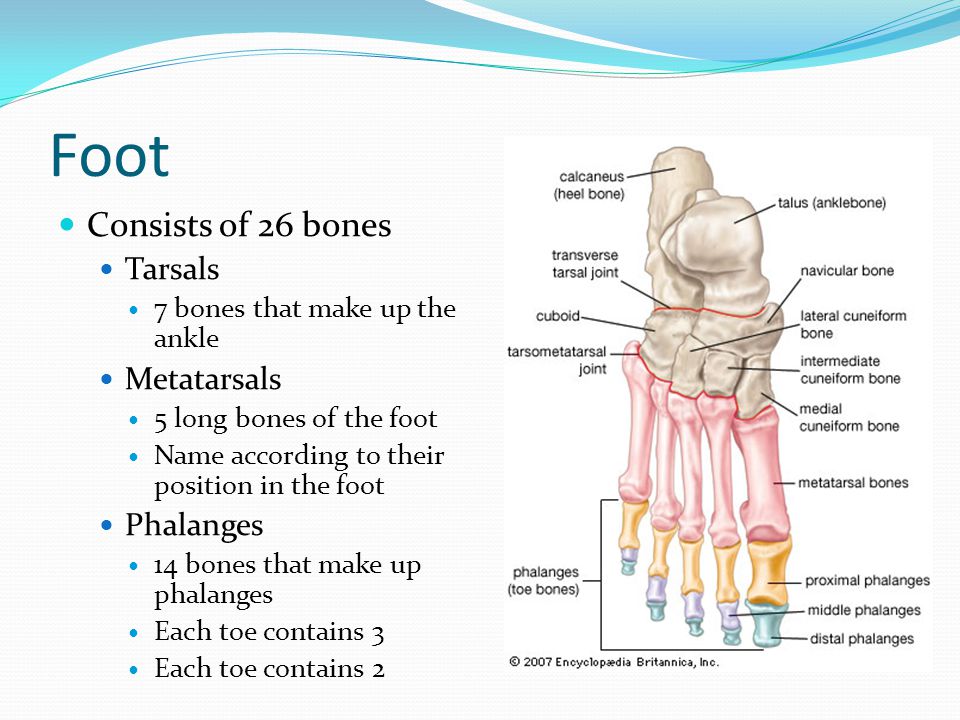 Foot Consists of 26 bones Tarsals Metatarsals Phalanges