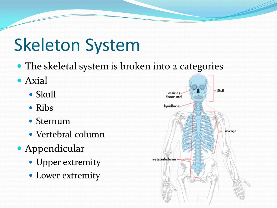Skeleton System The skeletal system is broken into 2 categories Axial