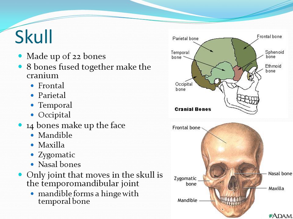 Skull Made up 0f 22 bones 8 bones fused together make the cranium