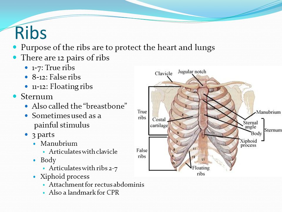 Ribs Purpose of the ribs are to protect the heart and lungs