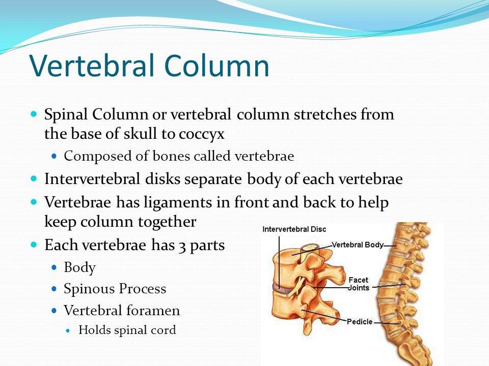 Vertebral Column Spinal Column or vertebral column stretches from the base of skull to coccyx. Composed of bones called vertebrae.