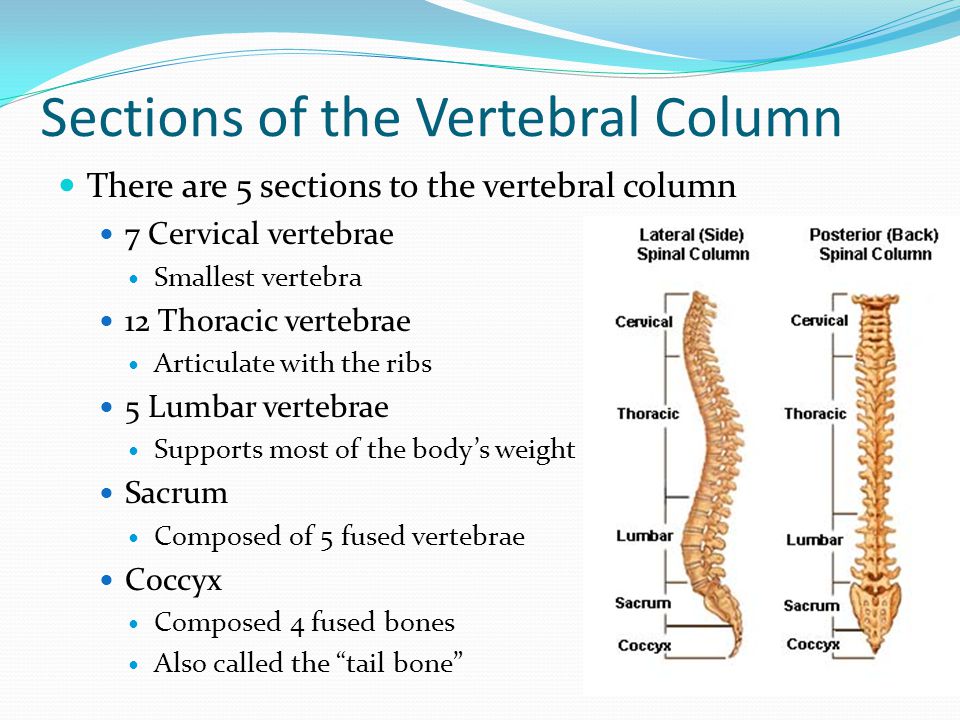 Sections of the Vertebral Column