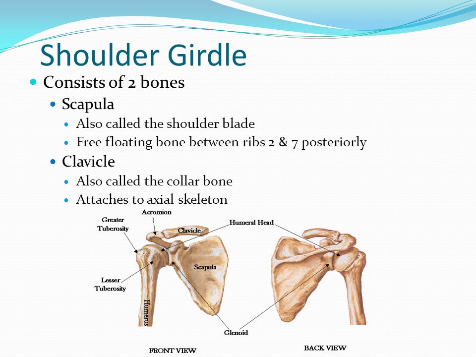 Shoulder Girdle Consists of 2 bones Scapula Clavicle