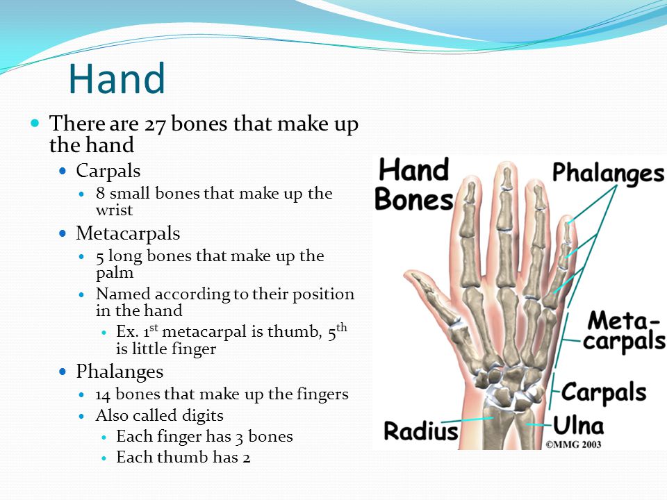 Hand There are 27 bones that make up the hand Carpals Metacarpals