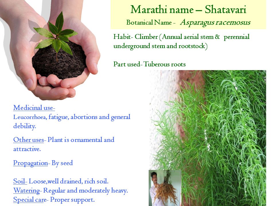 Marathi name - Shatavari Botanical Name - Asparagus racemosus.