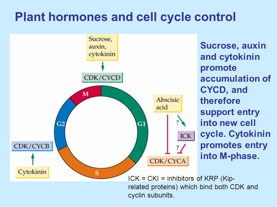 Lectures In Plant Developmental Physiology 3 Cr Ppt Video Online Download