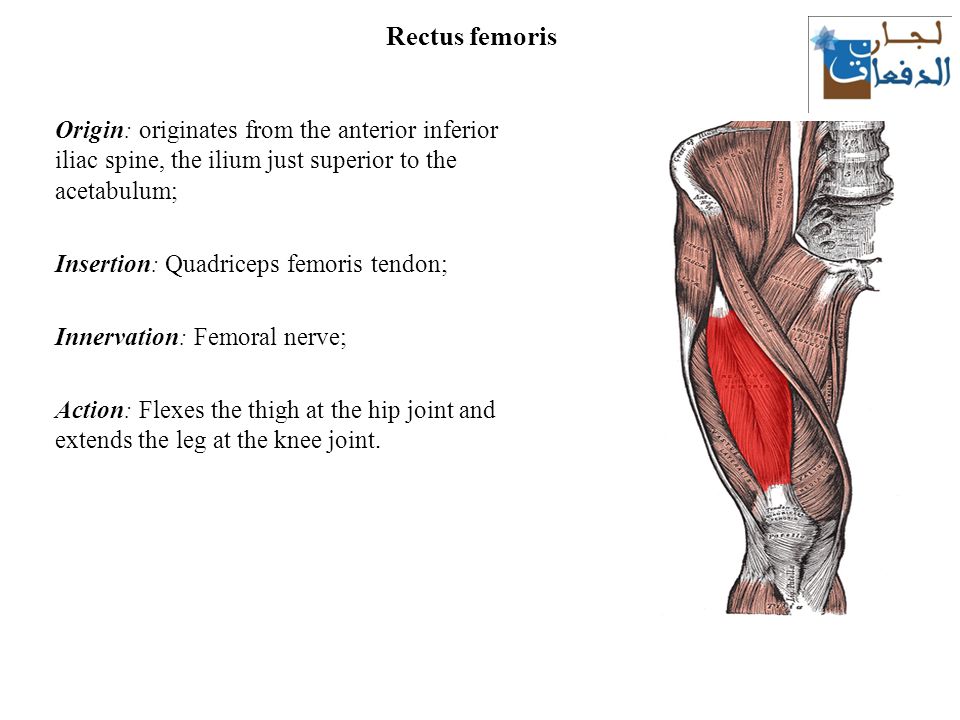 The Thigh Muscles Lecture Ppt Download