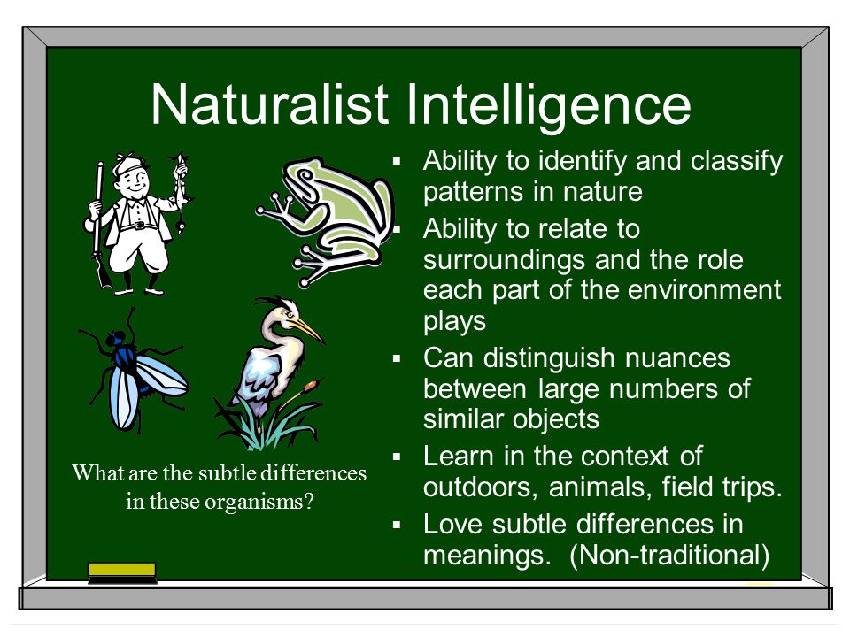 activities for naturalistic intelligence
