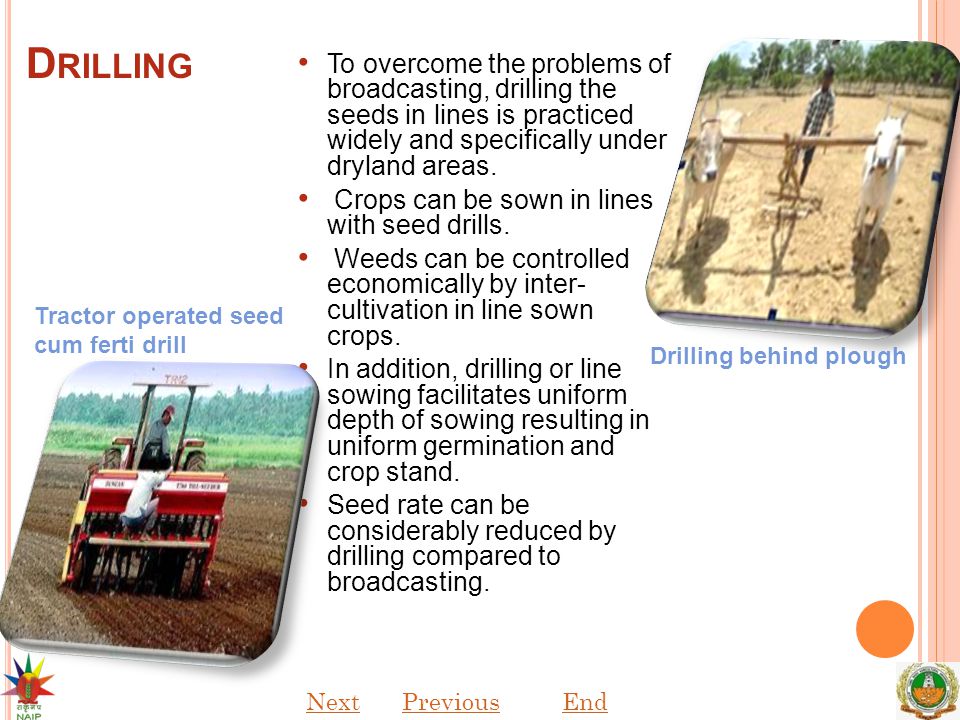 Drilling To overcome the problems of broadcasting, drilling the seeds in lines is practiced widely and specifically under dryland areas.