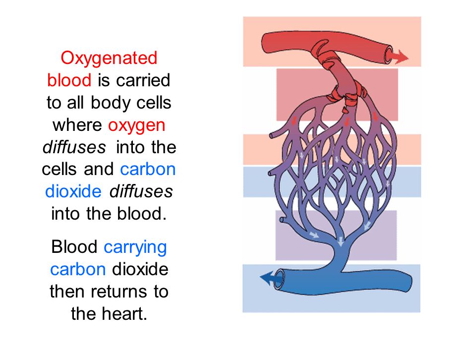 Blood carrying carbon dioxide then returns to the heart.