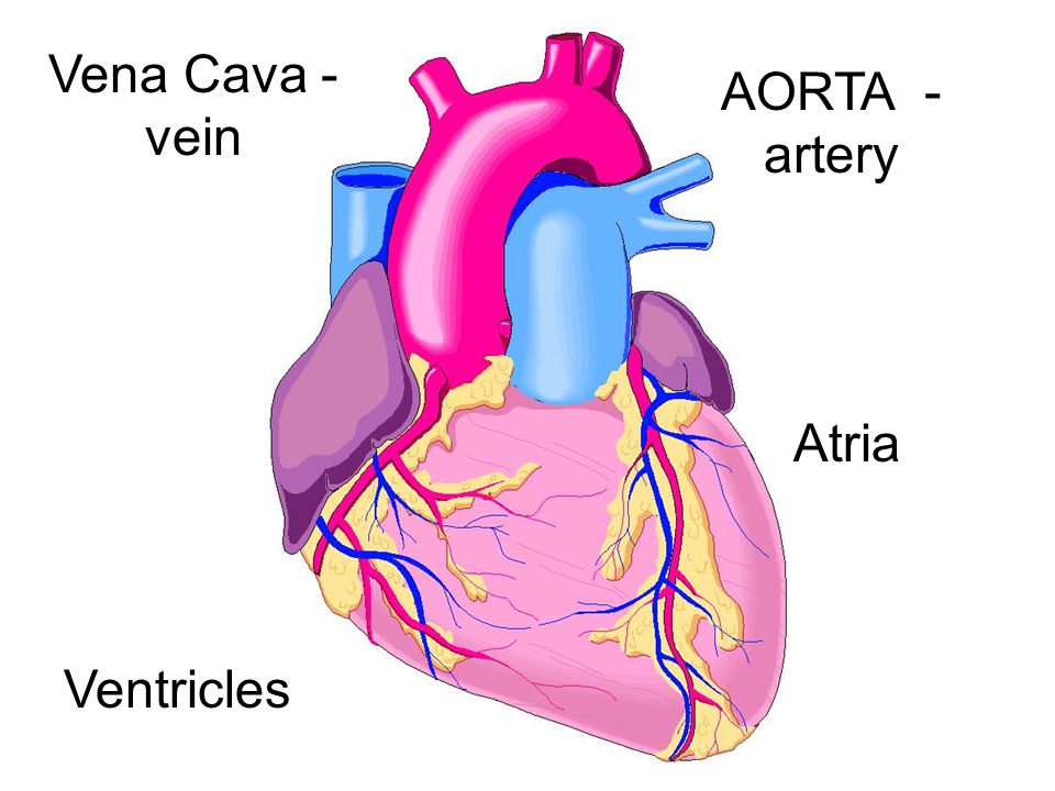 Vena Cava - vein AORTA - artery Atria Ventricles