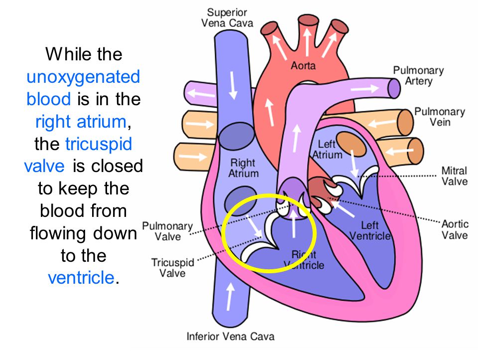 While the unoxygenated blood is in the right atrium, the tricuspid valve is closed to keep the blood from flowing down to the ventricle.
