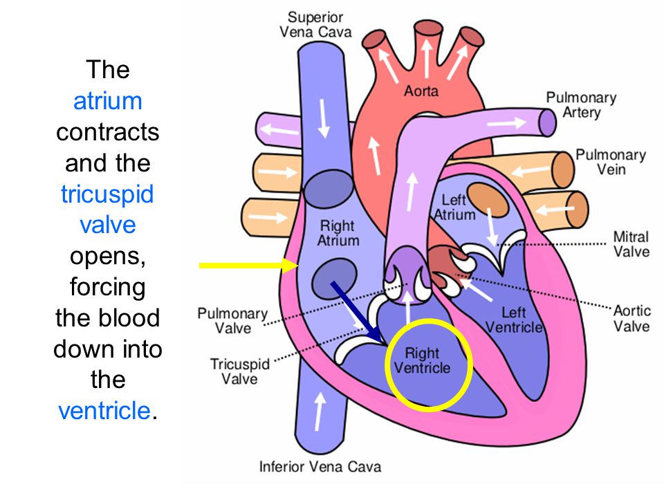 The atrium contracts and the tricuspid valve opens, forcing the blood down into the ventricle.