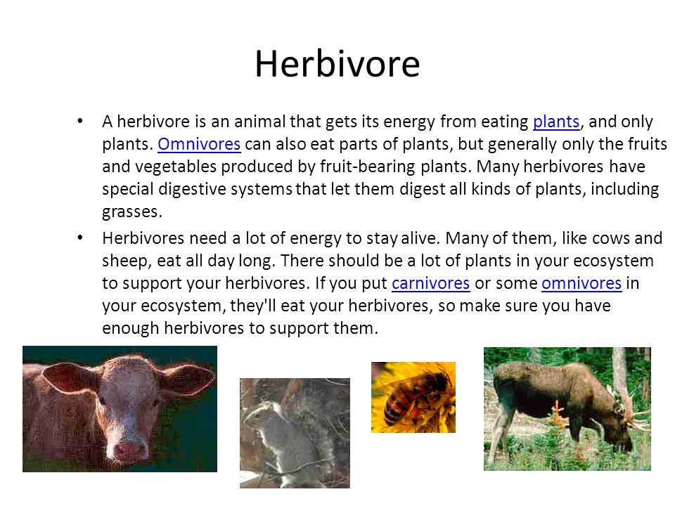 Carnivores, Herbivores, Omnivores, and Decomposers - ppt video online  download