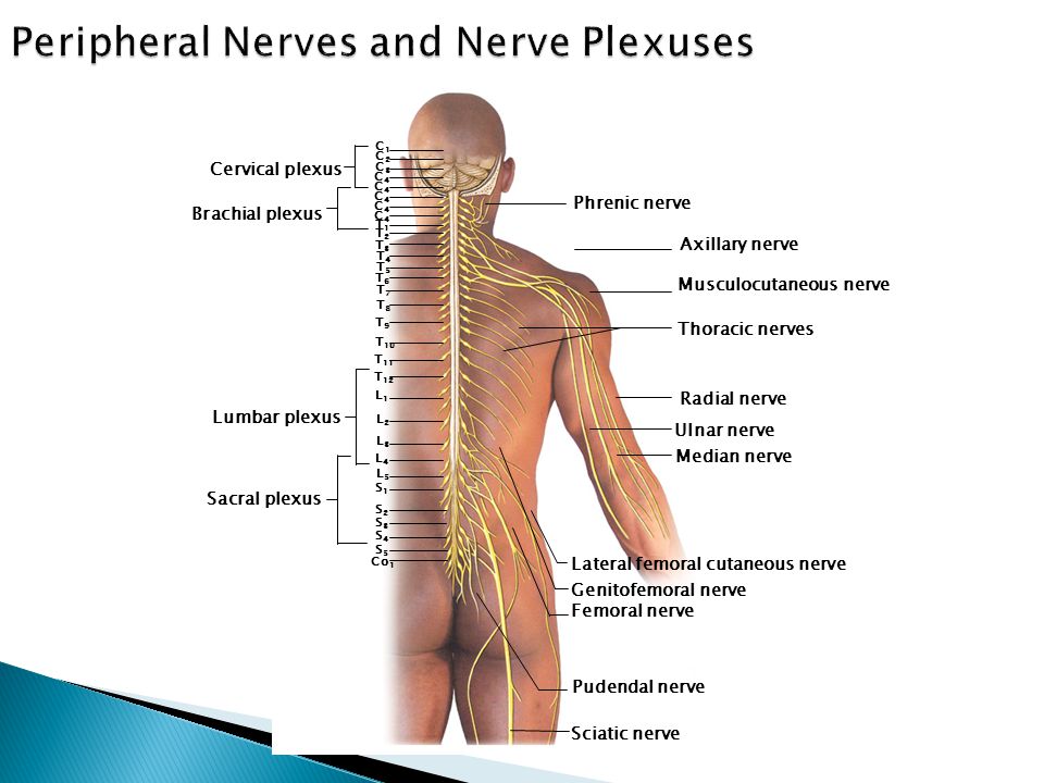 Radicular Syndrome Darwin Amir Bgn Ilmu Penyakit Saraf Ppt Video Online Download