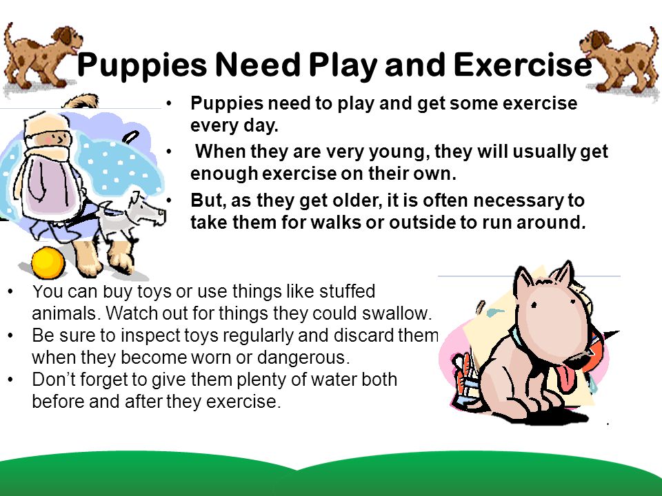 Puppies Need Play and Exercise