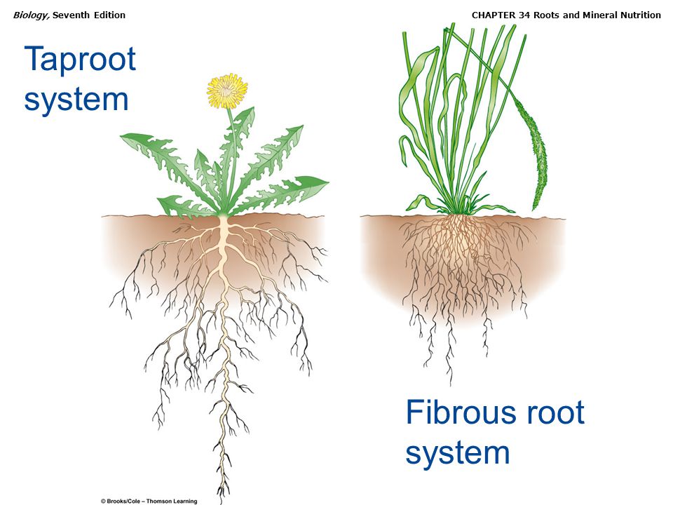 Какие корни в луке. Корневая система петрушки. Лук корневая система. Строение корневой системы луковых.