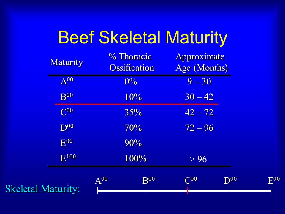 Beef Skeletal Chart
