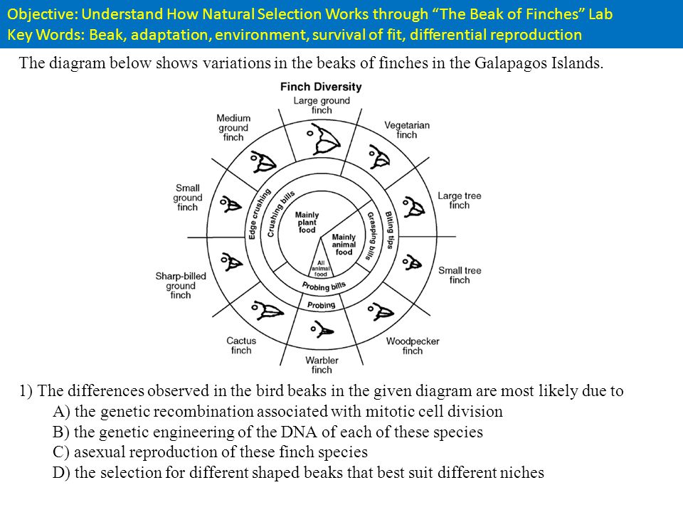 Objective Understand How Natural Selection Works Through The Beak Of Finches Lab Key Words Beak Adaptation Environment Survival Of Fit Differential Ppt Video Online Download
