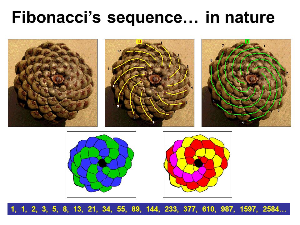 Fibonacci Numbers. - ppt download