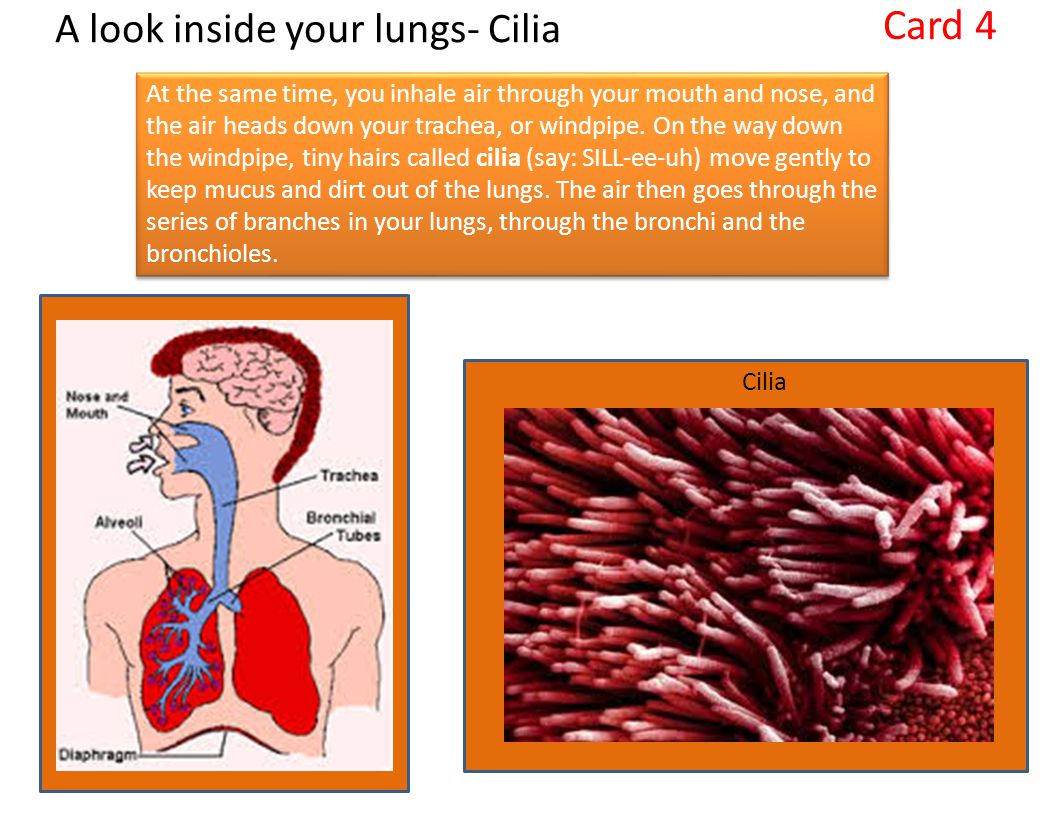 Respiratory System Ppt Video Online Download