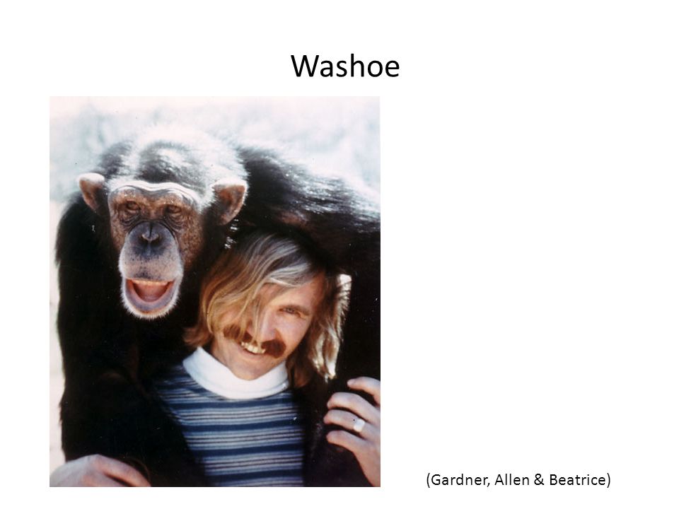 Washoe (Gardner, Allen & Beatrice)