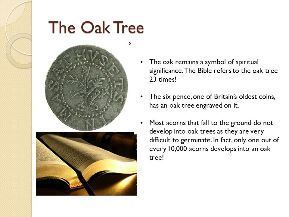 Oak Tree Meaning & Symbolism