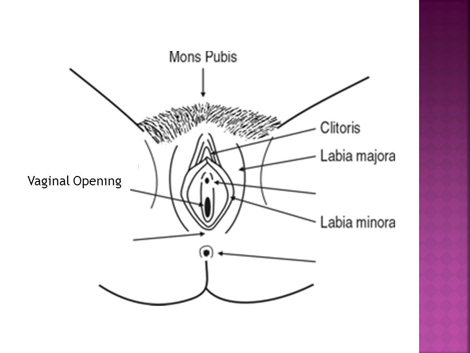 How deep is a female vagina