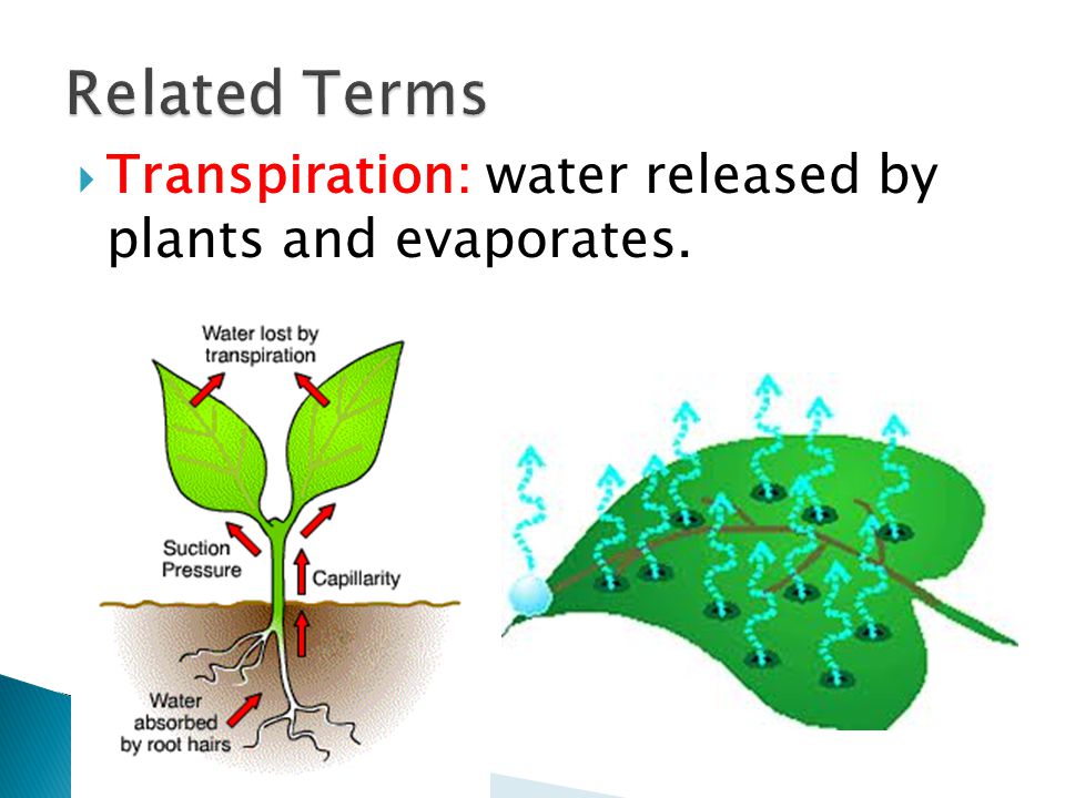 Related Terms Transpiration: water released by plants and evaporates.