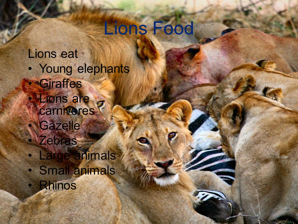 Lions Food Lions eat Young elephants Giraffes Lions are carnivores