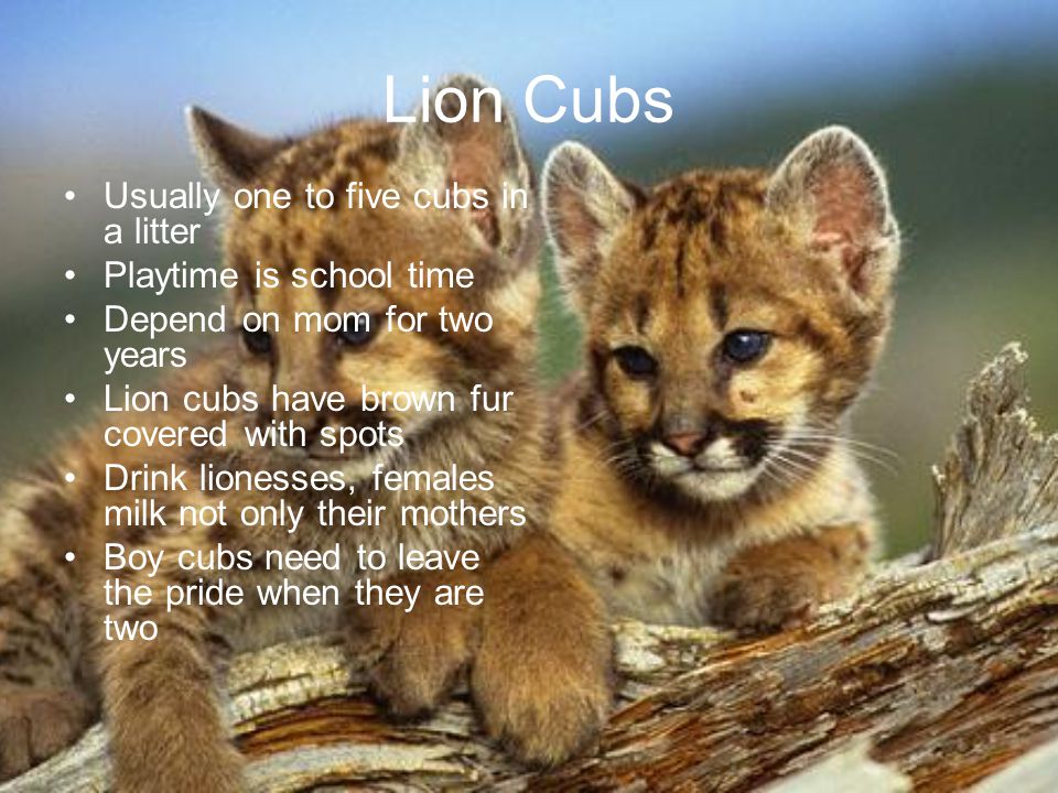 Lion Cubs Usually one to five cubs in a litter Playtime is school time