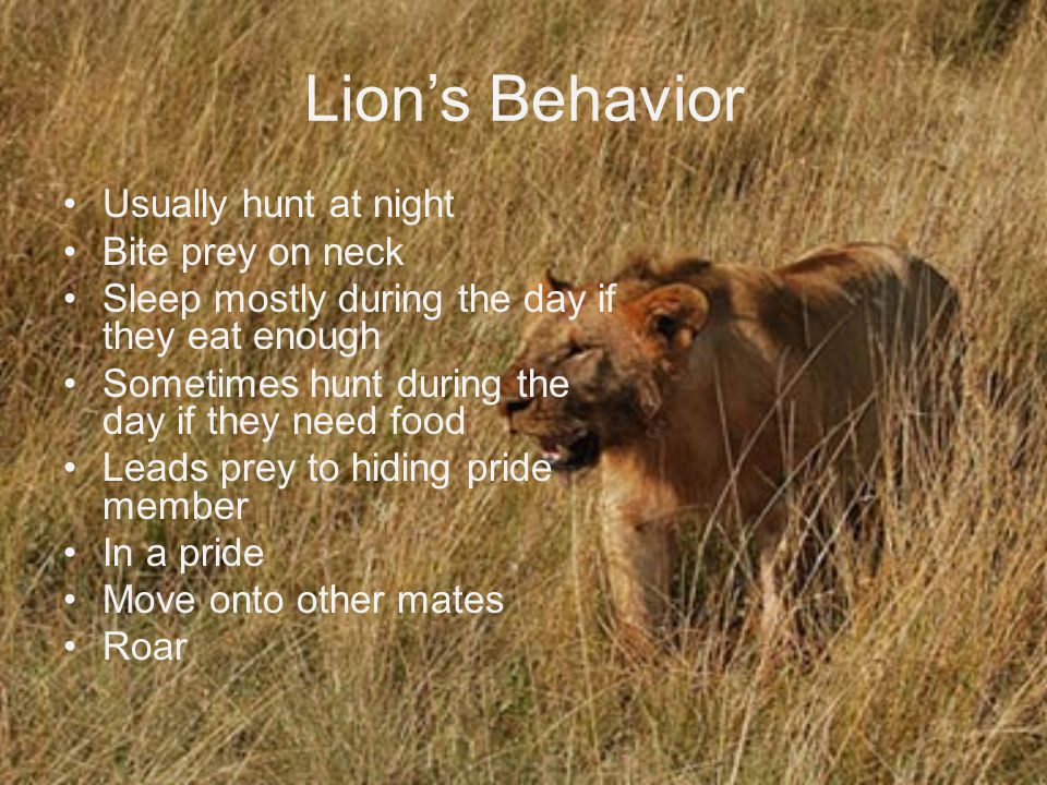 Lion’s Behavior Usually hunt at night Bite prey on neck
