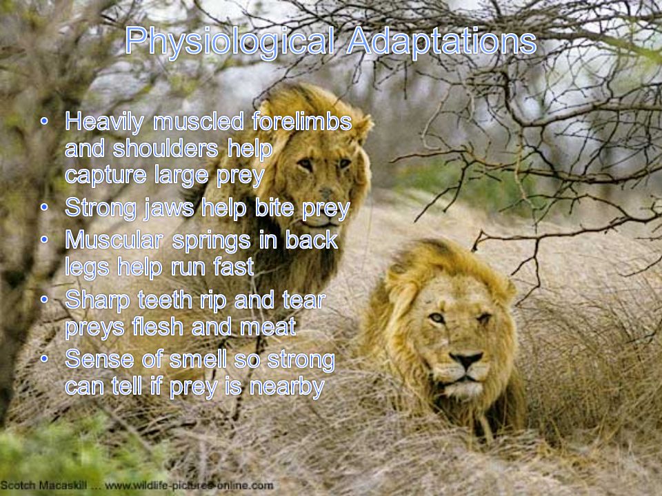 Physiological Adaptations
