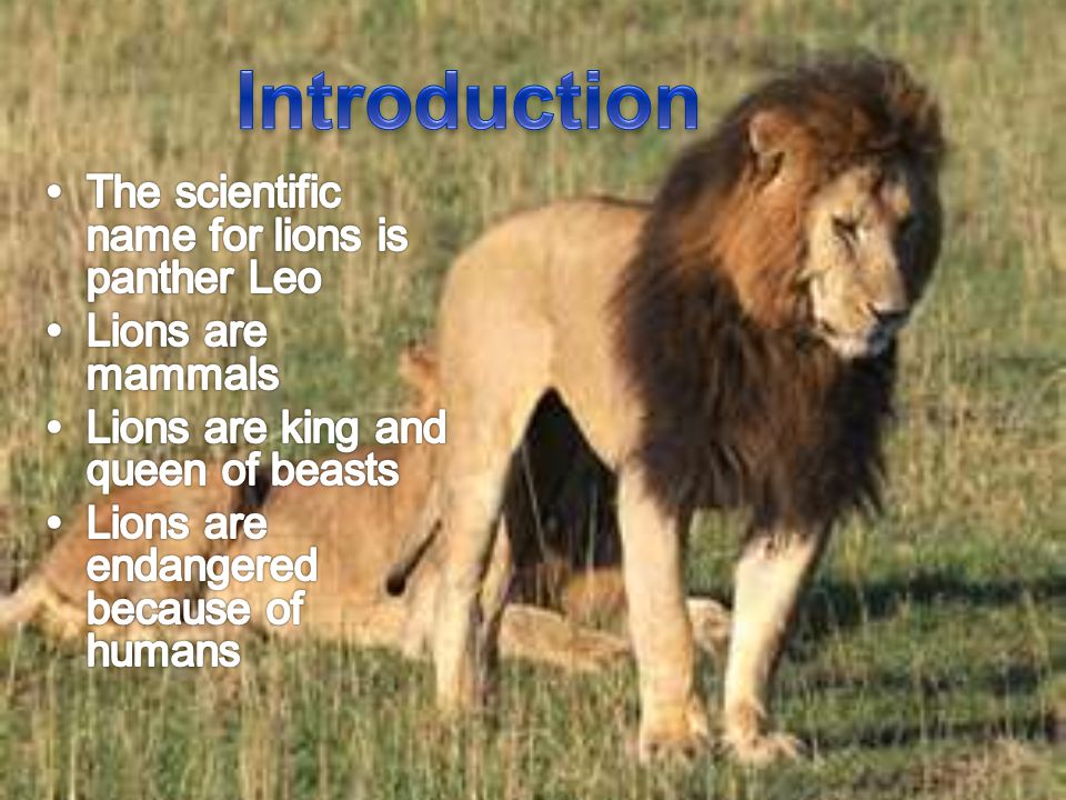 Introduction The scientific name for lions is panther Leo