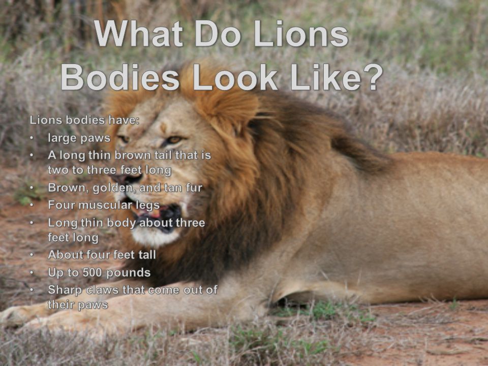 What Do Lions Bodies Look Like
