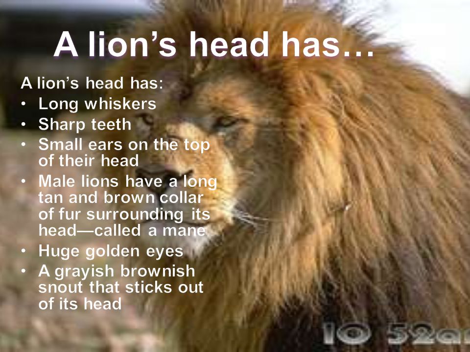 A lion’s head has… A lion’s head has: Long whiskers Sharp teeth