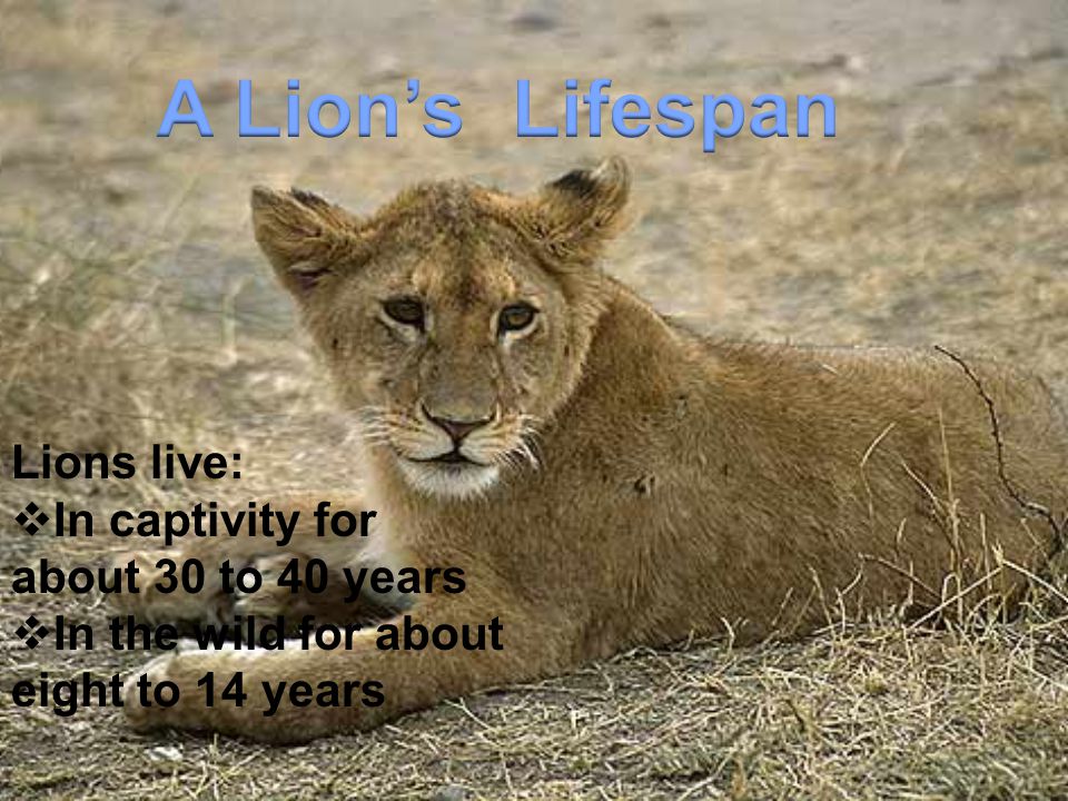 A Lion’s Lifespan Lions live: In captivity for about 30 to 40 years
