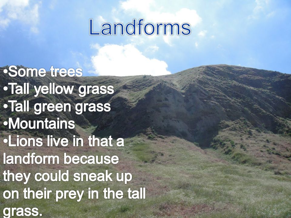 Landforms Some trees Tall yellow grass Tall green grass Mountains
