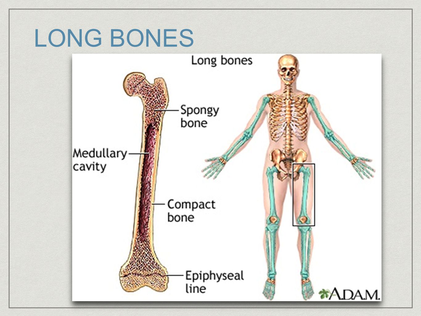 Long bone. Long Bones. Structure of long Bone.. Кости на испанском языке. Кости медицина.
