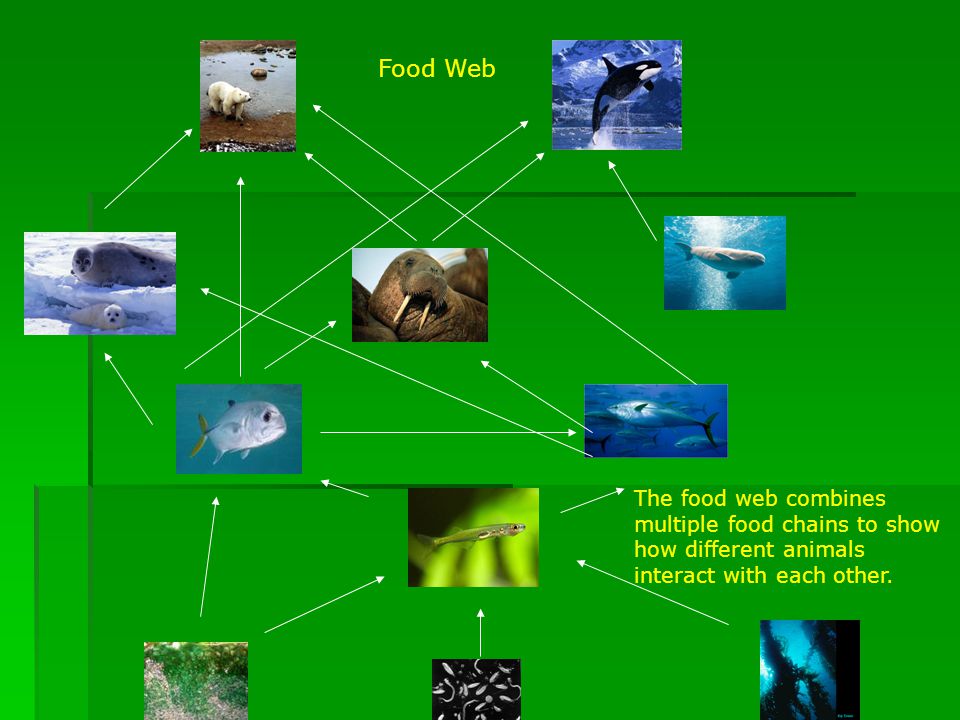 How do animals depend on each other? - ppt video online download