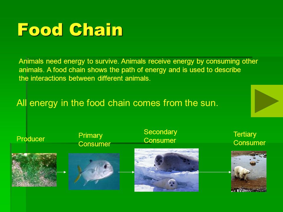 How do animals depend on each other? - ppt video online download