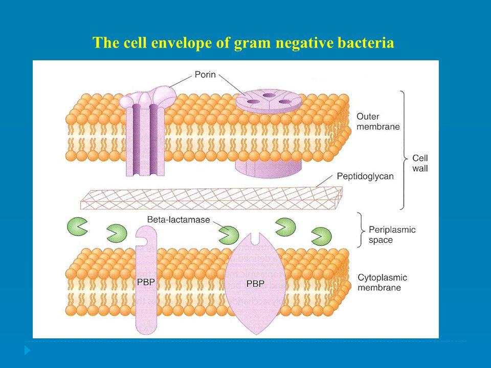 The cell envelope of gram negative bacteria