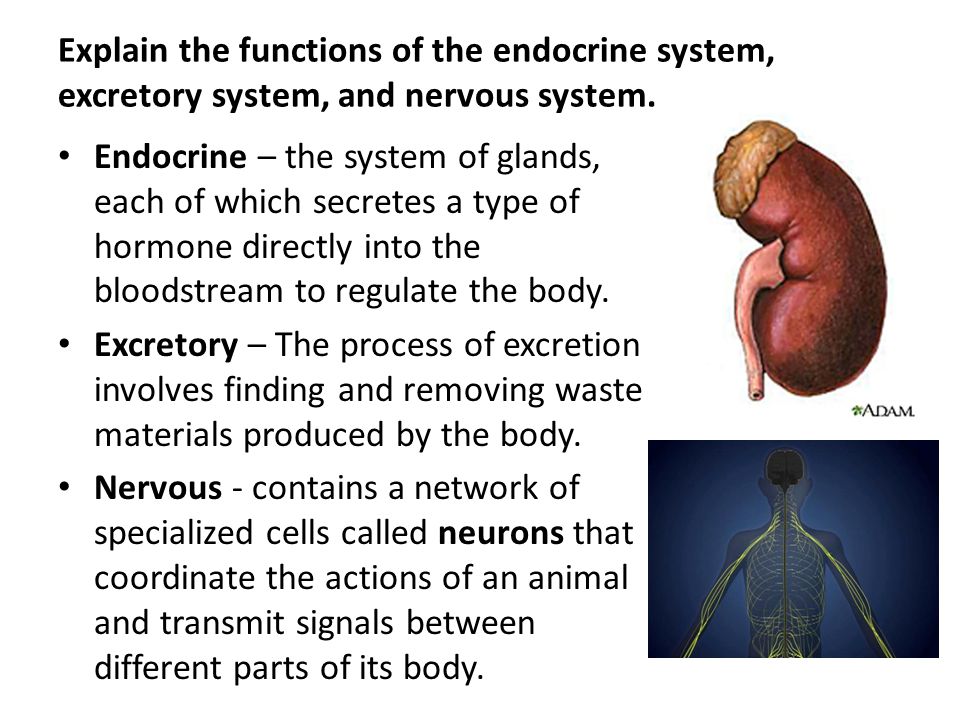 Human Body Systems Interactions Explain The Functions Of The Circulatory System Digestive System And Respiratory System Circulatory Responsible For Ppt Video Online Download