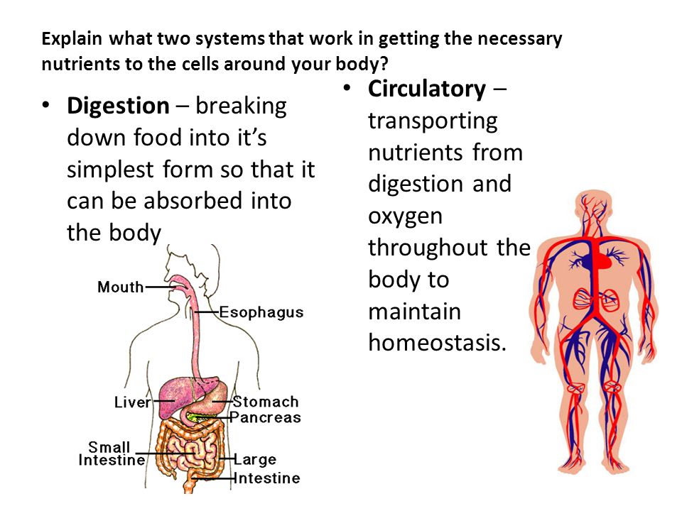 Human body systems interactions explain the functions of the