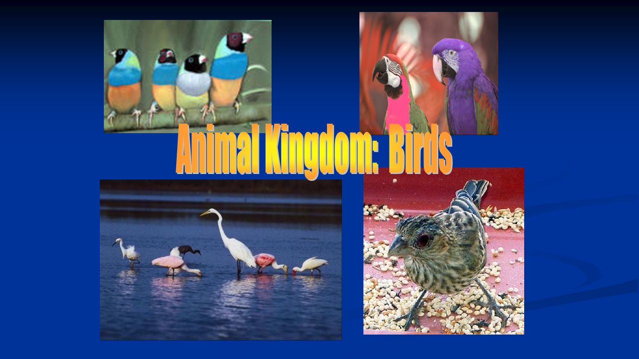 Animal Kingdom: Birds. Animal Kingdom: Birds. - ppt download