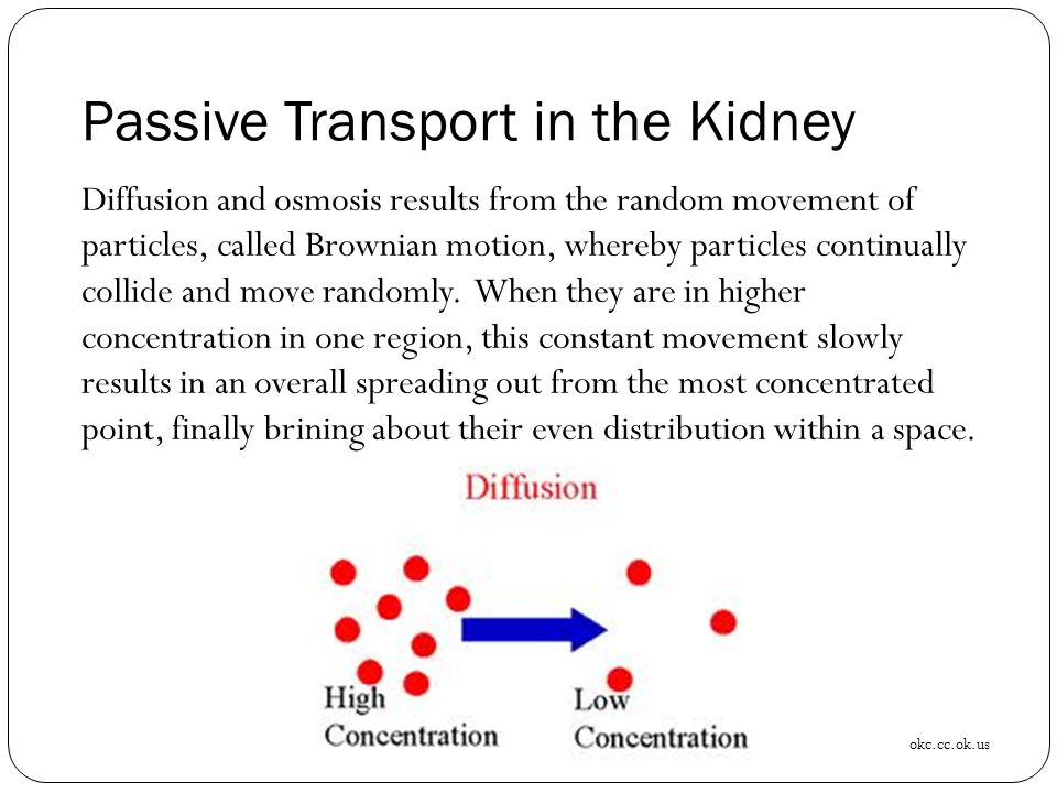 Passive Transport in the Kidney