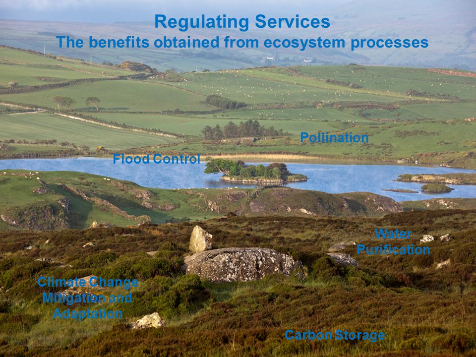 Regulating Services The benefits obtained from ecosystem processes