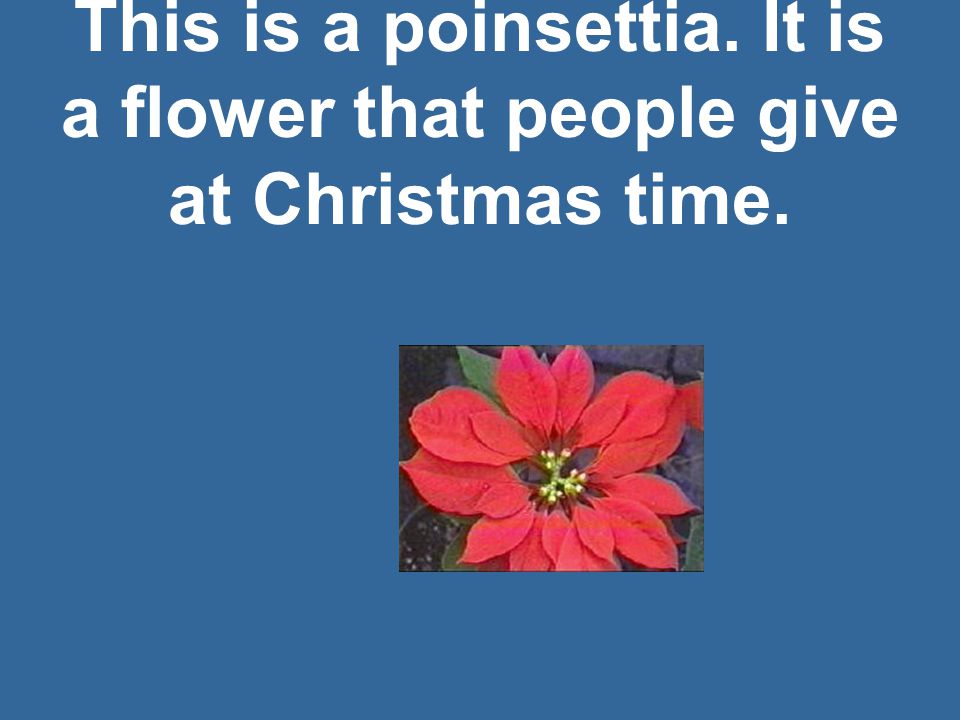 This is a poinsettia. It is a flower that people give at Christmas time.