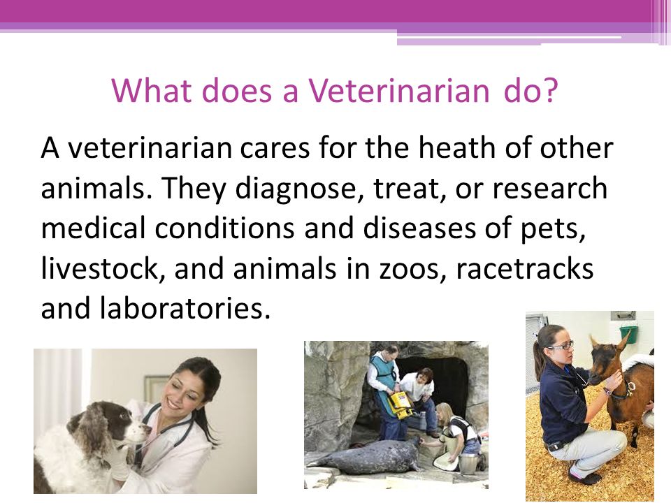 What does a Veterinarian do